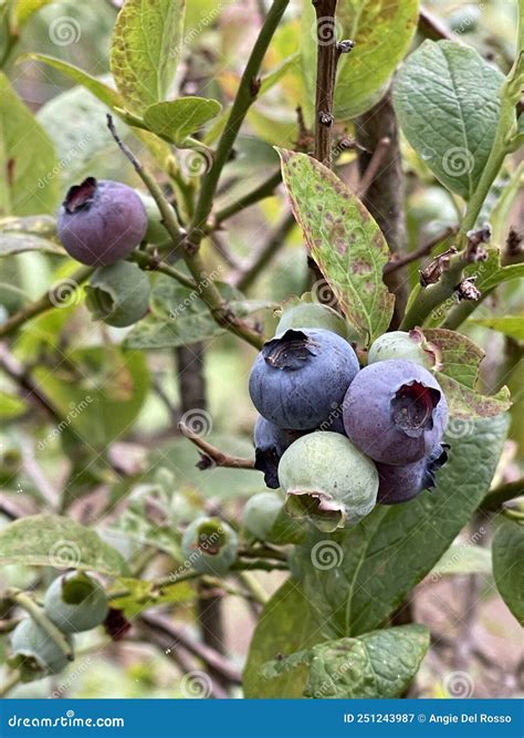 Blueberry Bush, Fresh Blueberries, Multi-color Blueberries, Oregon ...