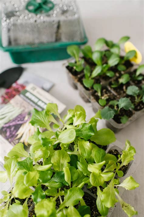Our Indoor Seed Starting Setup - The Rooted Farmhouse | Gardening ...