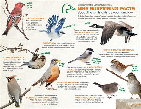Surprising facts about the birds outside your window—DUC