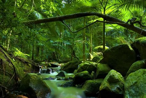 From Amazon to Congo: Discover the world’s most popular rainforests ...