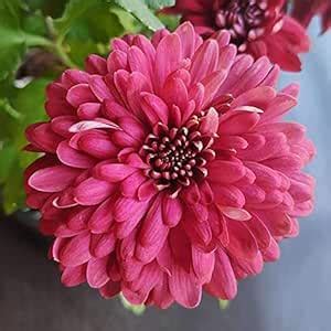 Shevanti, Chrysanthemum morifolium (Maroon) - Plant : Amazon.in: Garden ...
