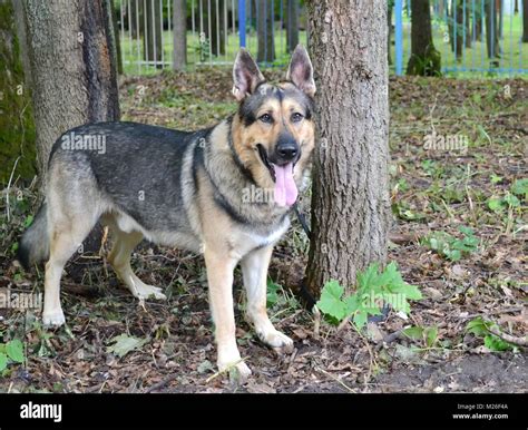 East european shepherd dog Stock Photo - Alamy