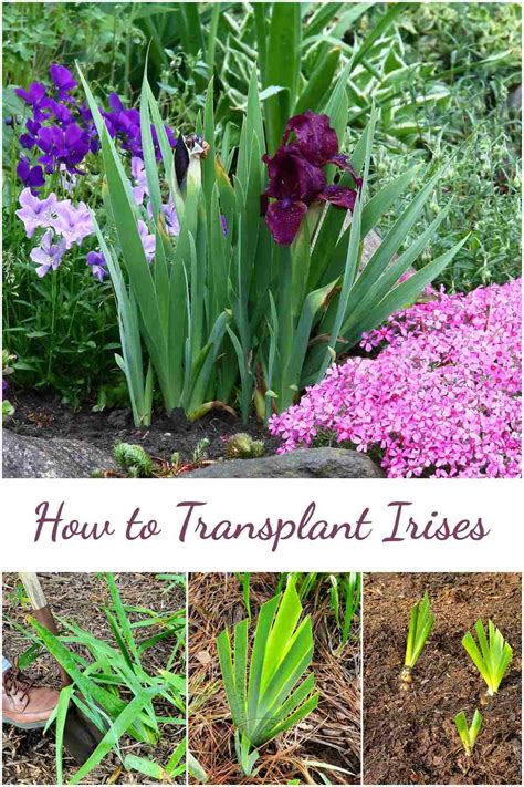Guide to Transplanting Iris - Learn When to Divide Irises