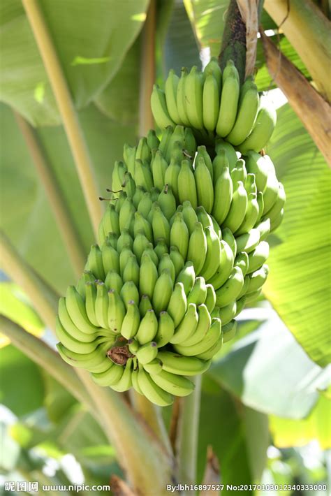 香蕉树摄影图__水果_生物世界_摄影图库_昵图网nipic.com