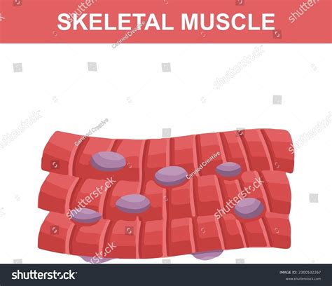 Image result for Skeletal Muscle Structure Labeled