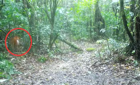 Mythical Asian Creature Captured on Camera for the First Time in ...