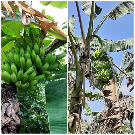 ASPEN® Rasthali, Patakapura Banana Live Plant - Rhizome Plant (Not ...