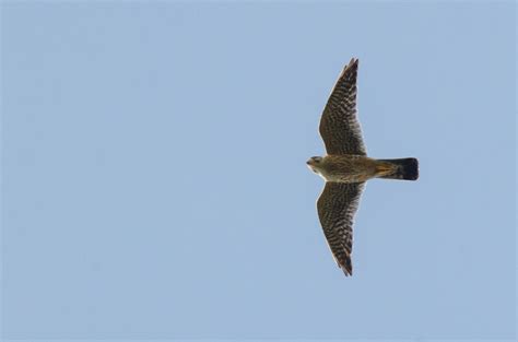 Image result for Merlin In-Flight