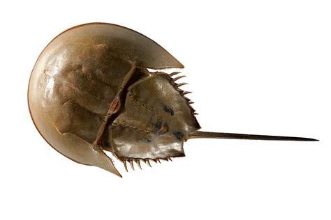 Horseshoe Crab Blood Uses