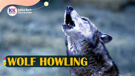 Image result for Wolves Howling Sleep Sounds