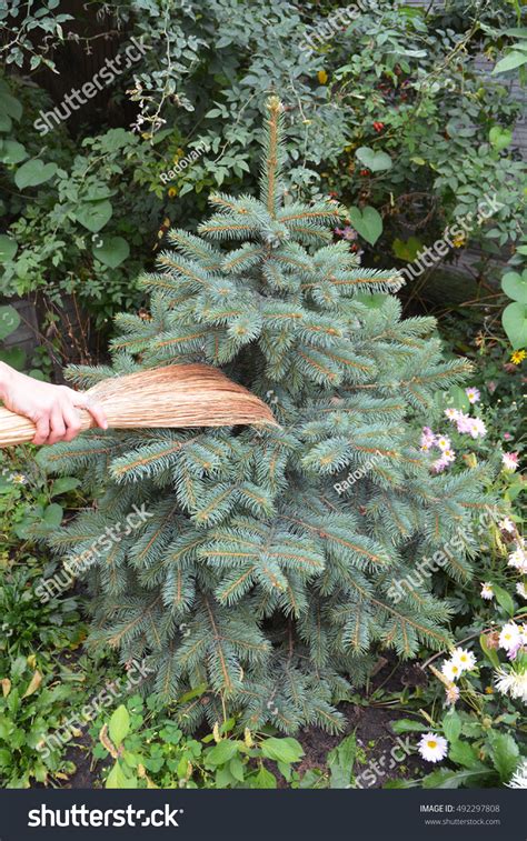 Spider Web Removal 的图像结果