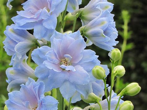 File:Flowers in the English Garden Guelph Arboretum.jpg