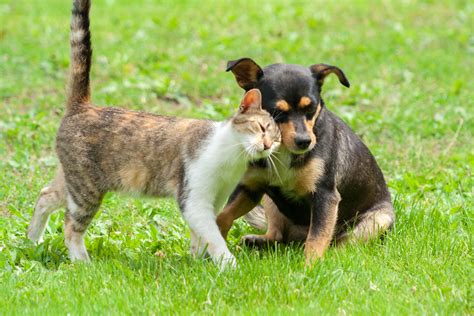 Friendship with Cat and Dog, playing together, living in same community ...