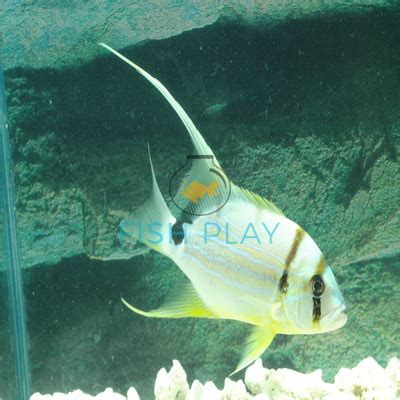 Image result for High Fin Snapper