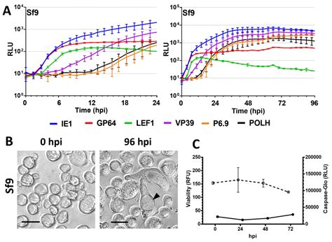Real-Time Expression Analysis of Selected Anticarsia gemmatalis ...