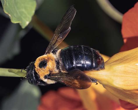 Carpenter Bee Sting Reaction