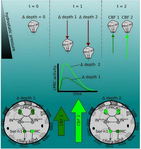 Study finds plankton use UV light sensors to detect pressure change and ...