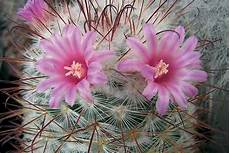piante grasse fiori fucsia piante grasse con fiori coltivazione rinvaso e talea piante grasse fiori fucsia piante grasse con fiori coltivazione rinvaso e talea