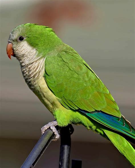 17 Types of Parrots That Make Wonderful Pets