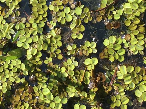 Aquatic Weed Control – Common Salvinia | Panhandle Outdoors