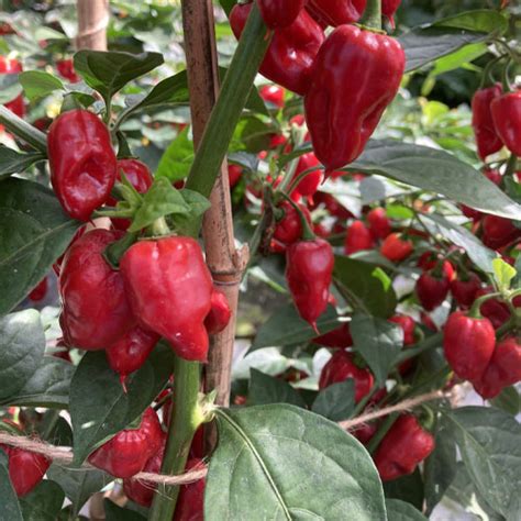 Scotch Bonnet Red Pepper Chilli Seeds | Heirloom Ghee Mirchi | High ...