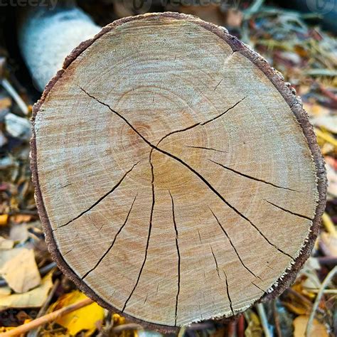 Image result for Cut Log