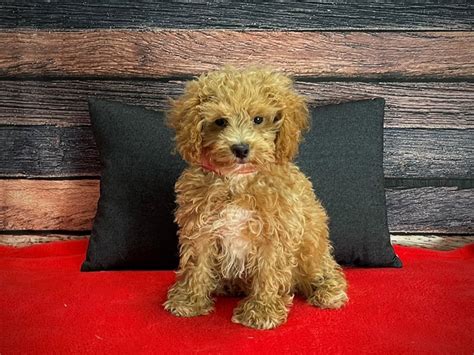 Image result for F1B Cockapoo