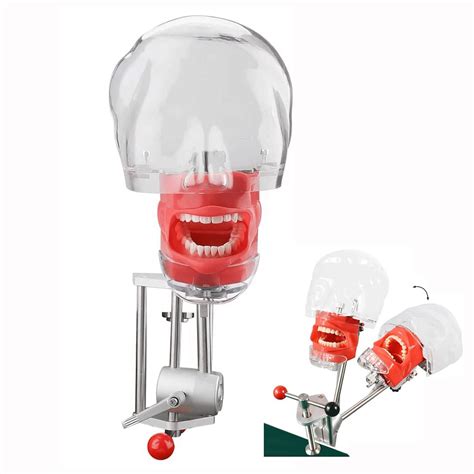 Buy BFEIWGHA Dental Teeth Model, Dental Simulator Phantom Head Model Of ...