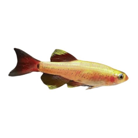 2.5-4cm Gold White Cloud Minnow | Nick's Pet Needs