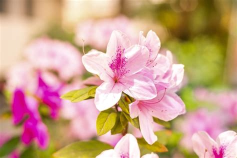 Image result for Springtime Garden