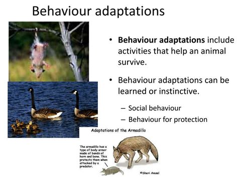 Image result for Applications of Greedy Algorithm