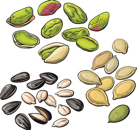 clip art seed 20 free Cliparts | Download images on Clipground 2025