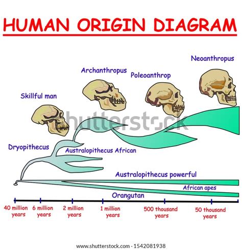 Image result for Australopithecus Evolution Chart