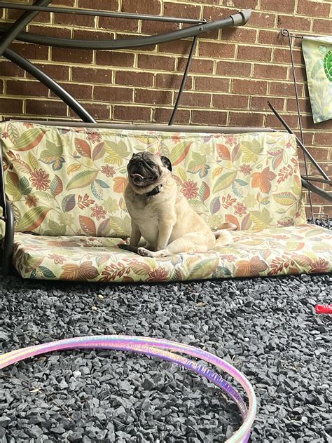 Tegan’s very first pug rug! what an exciting milestone. : r/pugs