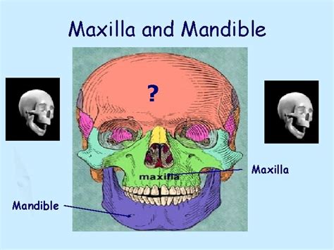 Image result for Crash Course Skeletal System