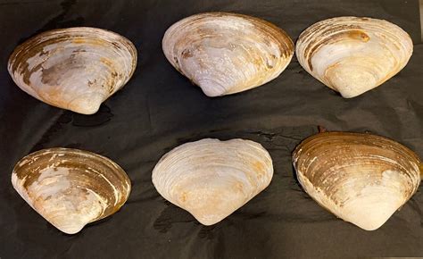 Image result for Large Clam Shells