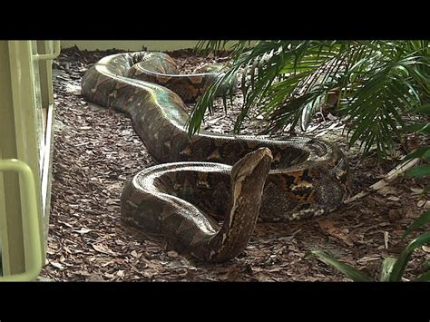Giant Reticulated Python 的图像结果