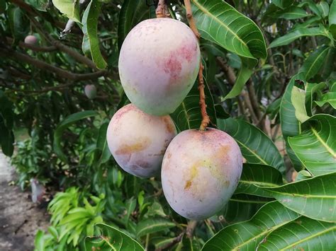 ROYAL LAND Rare Dwarf Hybrid Grafted Mango Live Plant Mangifera indica ...