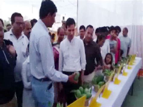 46 varieties of mangoes on display at Rajasthan's first Mango festival