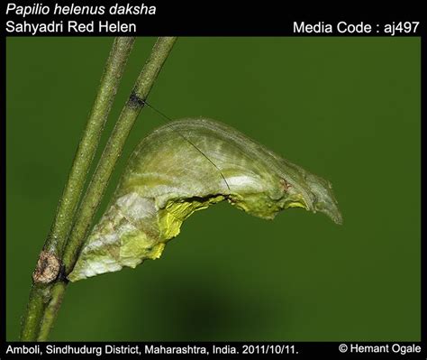 Papilio helenus | Butterfly