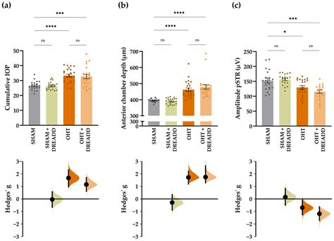 Chronic Chemogenetic Activation of the Superior Colliculus in ...
