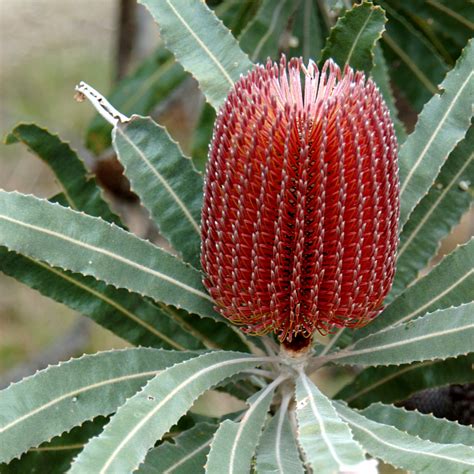 Native Australian Plants