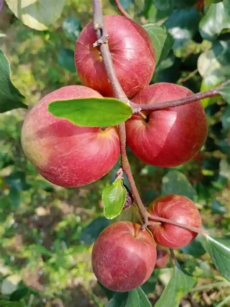 Ber Apple Red Fruit Plants (Ziziphus Mauritiana) – veliyathgardens