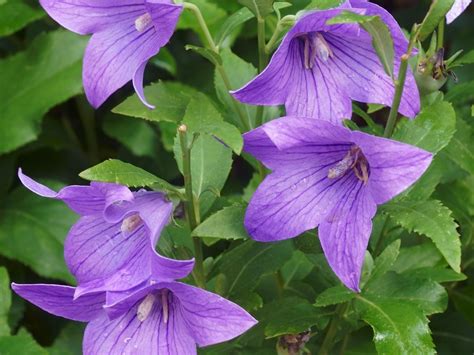 Balloon Flower Plant - Growing Balloon Flowers In Your Garden