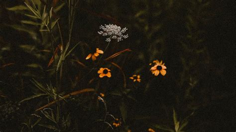 Wallpaper flowers, plants, wild, field, flowering hd, picture, image