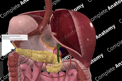 Image result for Small Intestine Jejunum