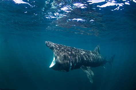 Do Basking Sharks Eat Humans?- American Oceans