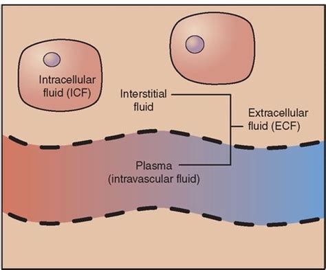 Image result for Transcellular Fluid