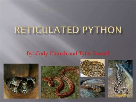 Reticulated Python Power 的图像结果