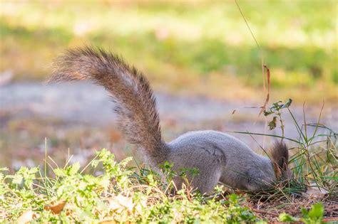 How to Tell the Age of an Opossum - A-Z Animals